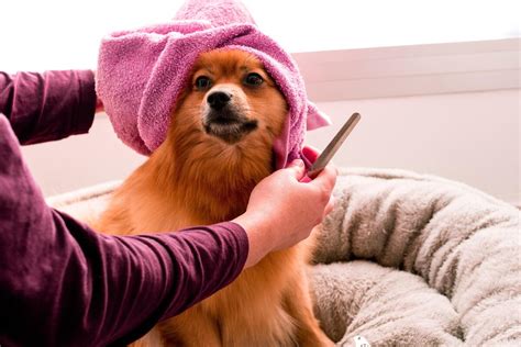 Como deixar seu cachorro cheiroso igual no pet shop.